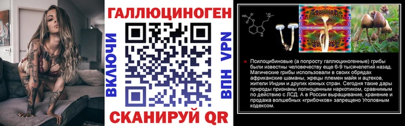 Купить  Кашин  Псилоцибиновые грибы Cubensis 